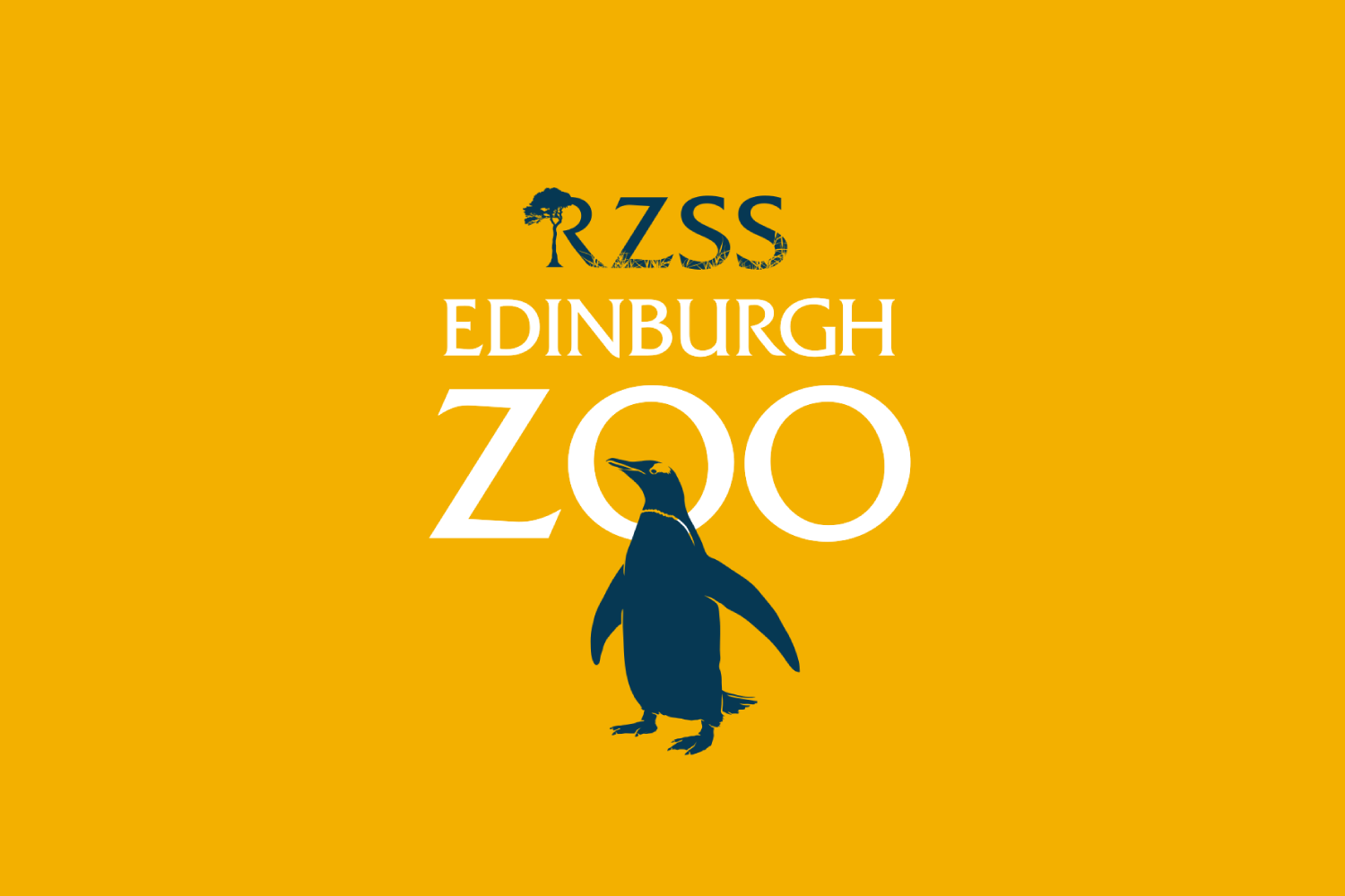 Edinburgh Zoo - Live Cams - Home Learning School